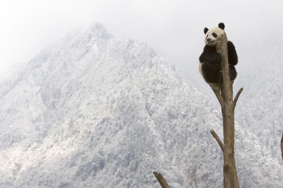 How Does Giant Pandas Affect Climate Change